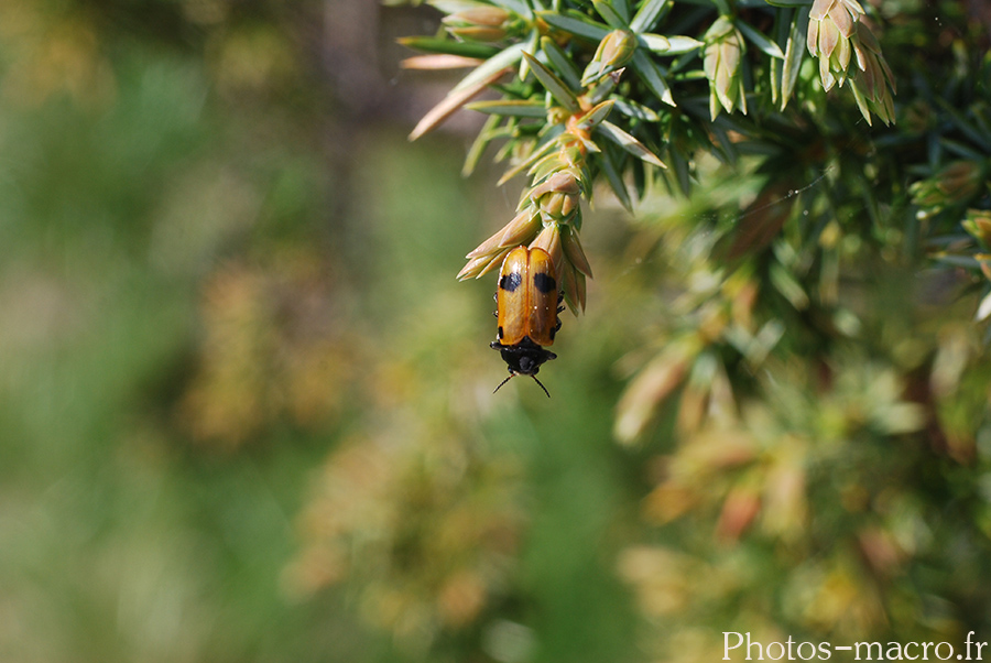 Clytra laeviuscula